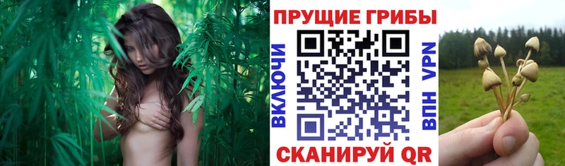 наркошоп  Лесной  Псилоцибиновые грибы Cubensis 